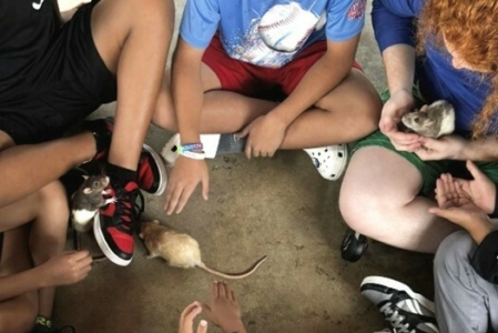 Summer 2024 Rats with campers in nature hut