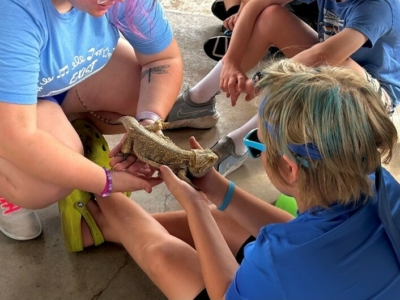 Tortilla, a bearded dragon, being shown to campers