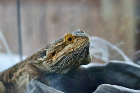 Close up of tortilla, the bearded dragon, staring into the distance.