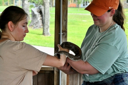 Panini, the ball python, being transferred from activity leader to camper